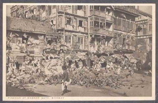 Picture Post Card of Pigeons at Bazaar Gate of Bombay. 