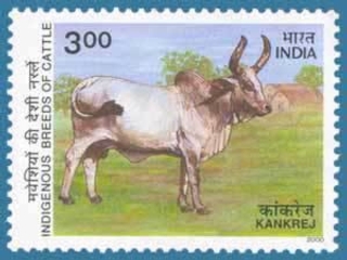 Indigenous Breeds of Cattle Mint Stamps Issued by India in 2000.