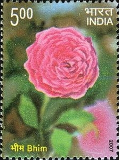Captivating Fragrance 2007 India Mint Stamp Roses in Bloom.